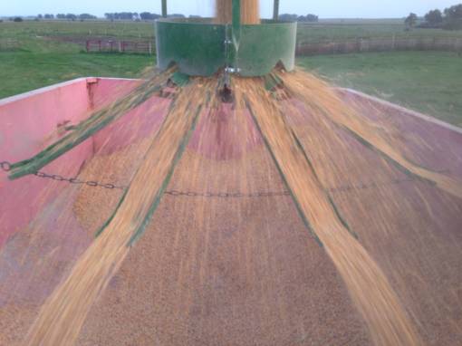 gravity grain spreader in use